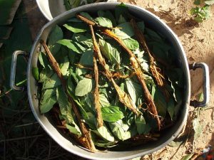 Pot of ayahuasca